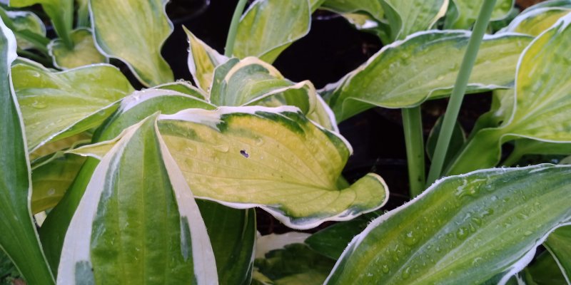 Hosta 'Captain's Adventure' Hosta